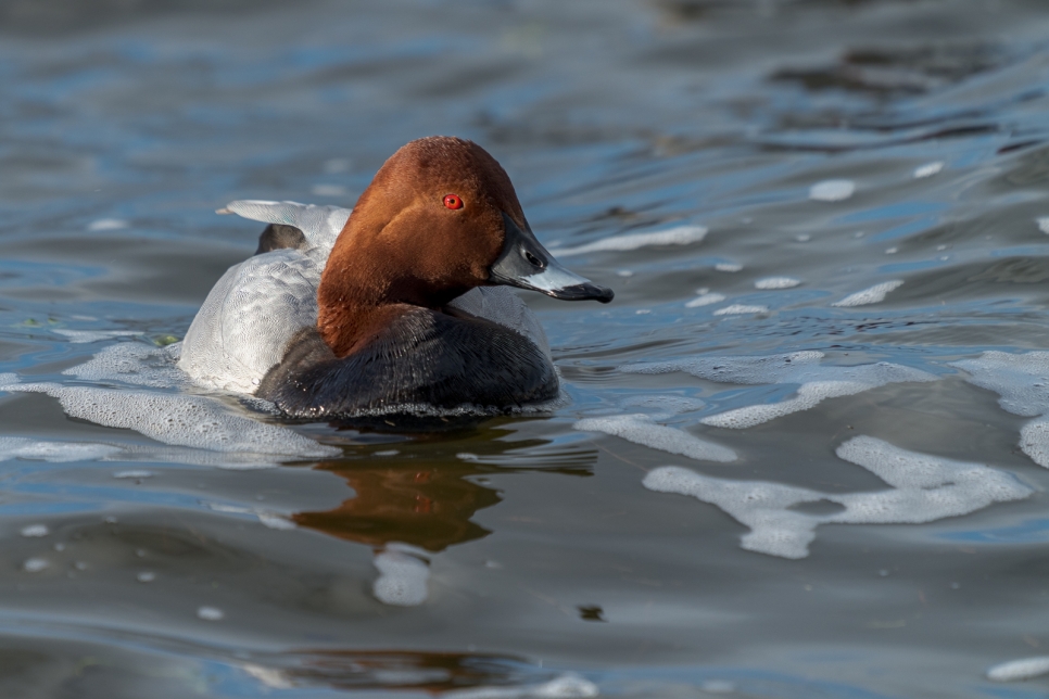 Male Pochard duck on surface of water-2.jpg